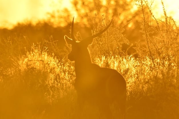A telephoto shot of a majestic elk standing in a golden meadow at sunrise. The animal is in sharp focus, with a soft, blurred background of trees and mist. The lighting is warm and gentle, emphasizing the elk's natural beauty. The scene is peaceful and undisturbed, capturing a serene moment in nature.