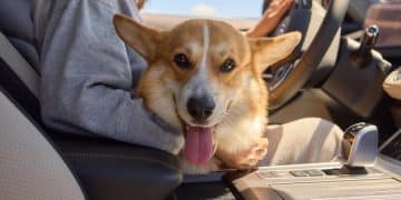 Road Trip Pet Travel: 2025 Guide for Happy Furry Friends - Cover Image