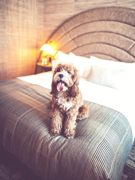 A small dog stands happily in a well-appointed hotel room, complete with a dog bed, water bowl, and a welcome treat. The room is clean and inviting, illustrating a positive pet-friendly accommodation experience.