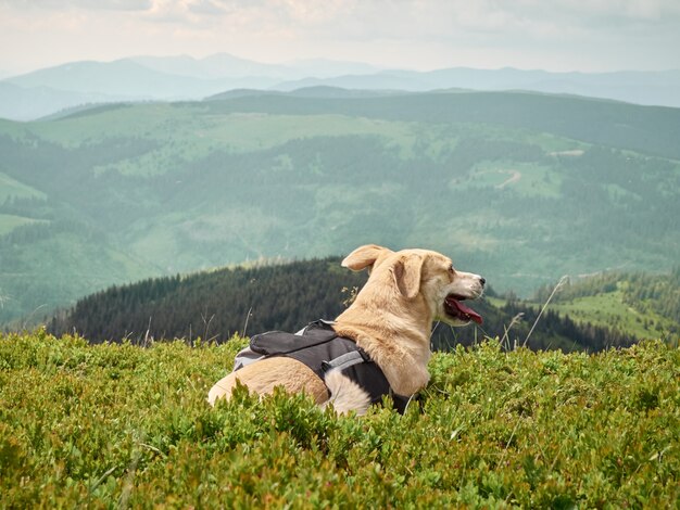 Top 3 Travel Trends for US Pet Owners in 2025