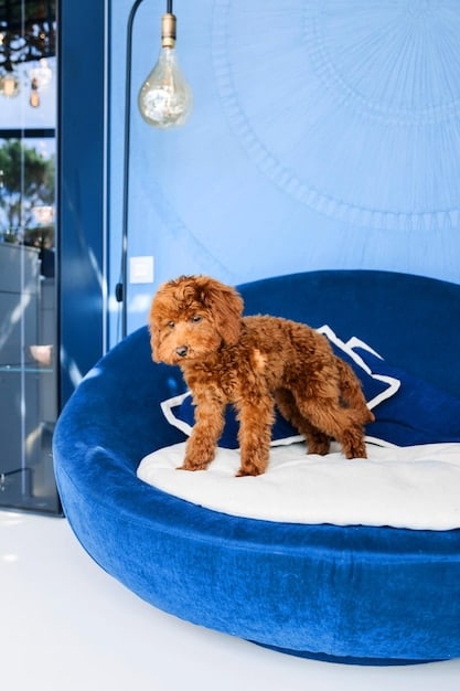 A small dog sits comfortably on a plush dog bed inside a modern hotel room. The room has a view of a city skyline and includes pet bowls and toys.
