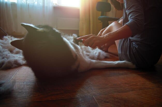 A veterinarian performs acupuncture on a calm dog lying on a padded table. The room is softly lit, with soothing music playing in the background.