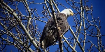 Responsible Wildlife Photography: Capture Stunning Images Ethically in the US - Cover Image