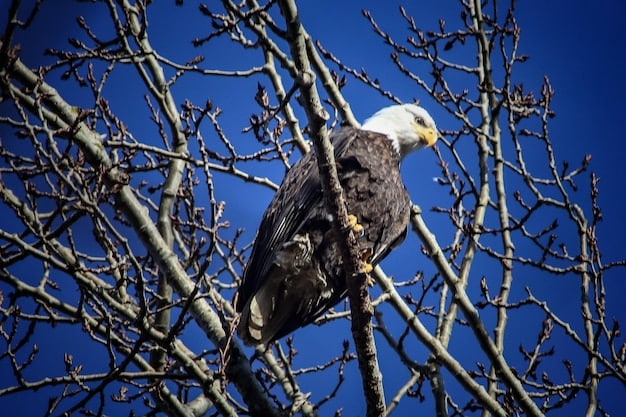 Responsible Wildlife Photography: Capture Stunning Images Ethically in the US
