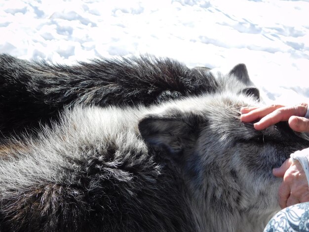 A close-up shot of a rescued animal, such as a wolf or a bear, in a spacious, natural enclosure at a US sanctuary. The animal appears healthy and relaxed, engaging in a natural behavior like foraging or resting. The focus is on the animal's well-being and natural behavior within the sanctuary setting.