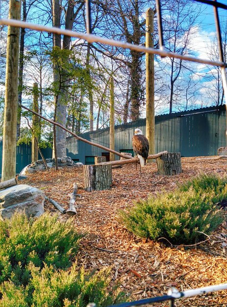 A medium shot showing the spacious and enriching habitat at PAWS in California. The habitat is designed to mimic the natural environment of the rescued animals, with appropriate vegetation, water features, and shelter. Focus on the well-designed and maintained sanctuary environment.