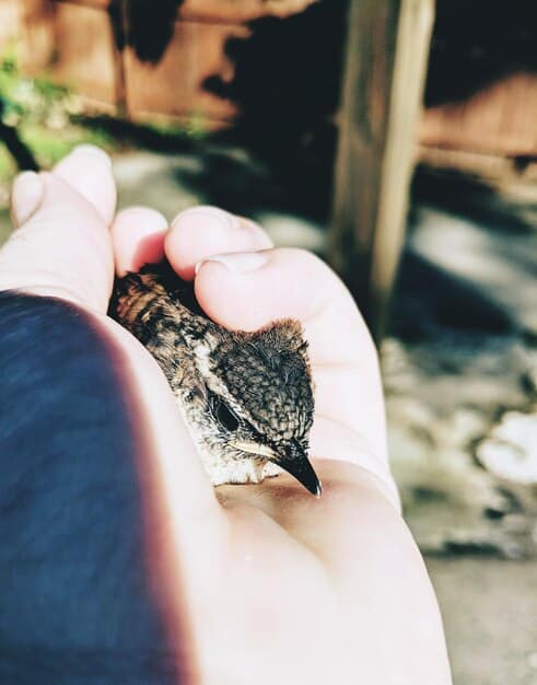 A volunteer gently feeding a baby bird at a wildlife rehabilitation center, showcasing the delicate care and compassion involved in wildlife rescue.