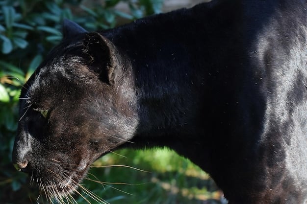 A close up of an endangered Florida panther walking through tall grass, showcasing its sleek body and the natural habitat that the ESA aims to protect.