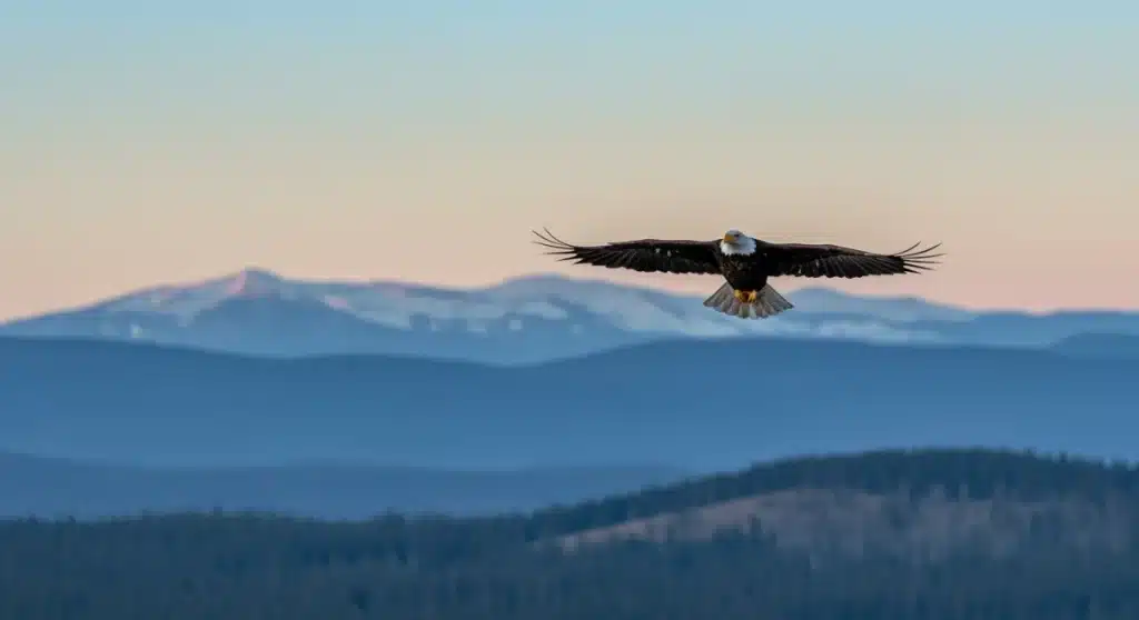 Ethical Wildlife Encounters: Avoid Harmful Practices in US Tourism 2026