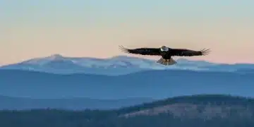 Bald eagle soaring over a U.S. national park, representing ethical wildlife viewing