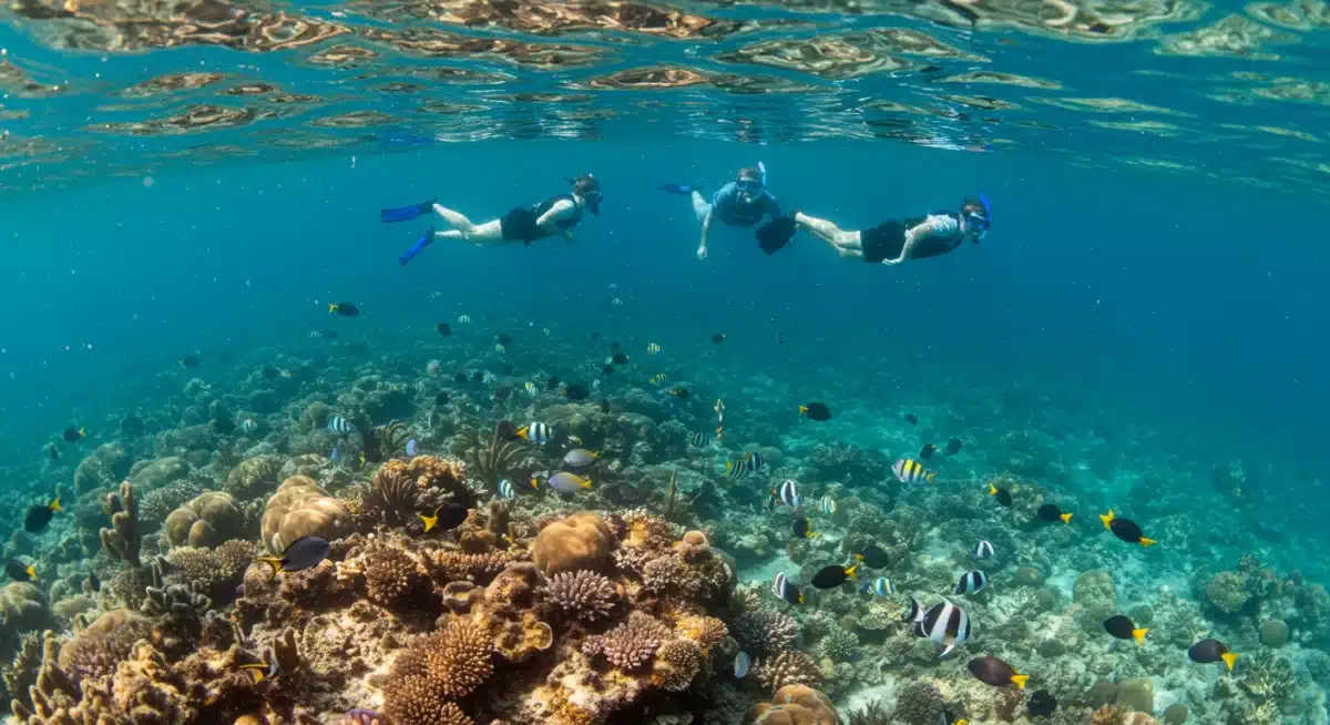 Snorkelers observing marine life ethically in Florida, protecting coral reefs
